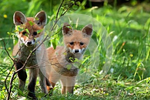 Foxes in the wild