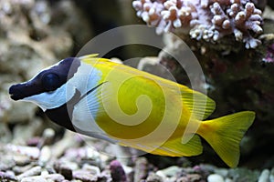 Foxface Rabbitfish photo