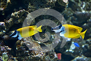 Foxface Rabbitfish