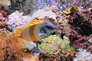 Foxface rabbitfish photo