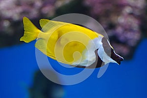 The foxface rabbitfish, Siganus vulpinus