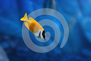 Foxface Rabbitfish - Marine Fish