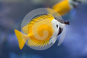 Foxface rabbitfish Siganus vulpinus. photo