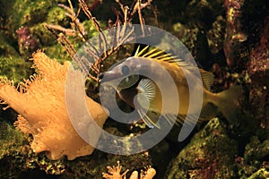 Foxface rabbitfish