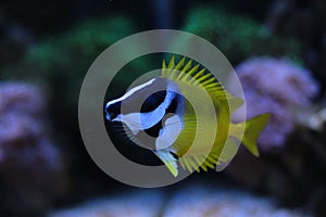 Foxface rabbitfish