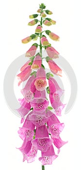 Foxglove