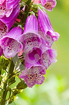 Foxglove