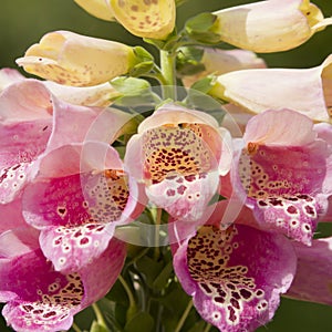 Foxglove