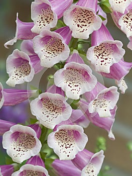 Foxglove photo