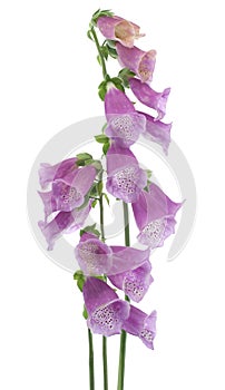 Foxglove