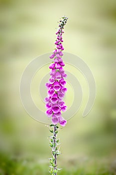 Foxglove