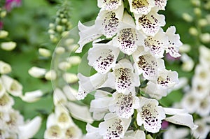 Foxglove