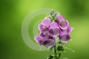 Foxglove