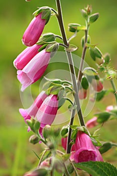 Foxglove photo