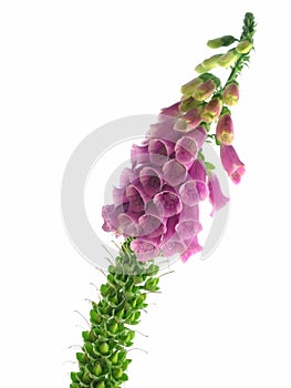 Foxglove