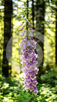 Foxglove Blossoms