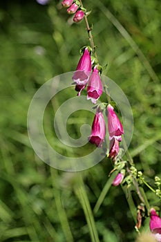 Foxglove