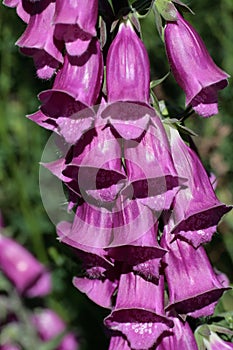 Foxglove