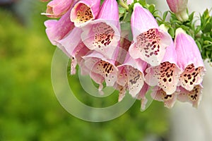 Foxglove (Digitalis)