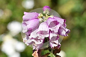 Foxglove, Digitalis.