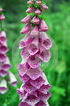 Foxglove (digitalis purpurea)