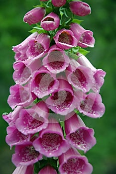 Foxglove (digitalis purpurea)