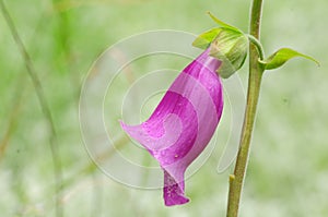 Foxglove (digitalis purpurea)