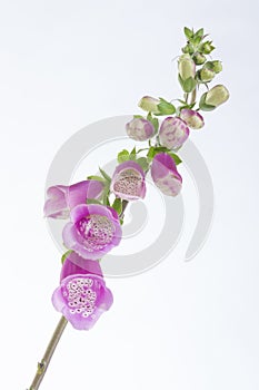 Foxglove Digitalis, purpurea