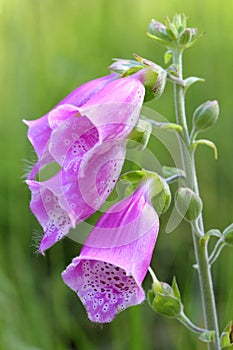 Foxglove (Digitalis purpurea) close-up