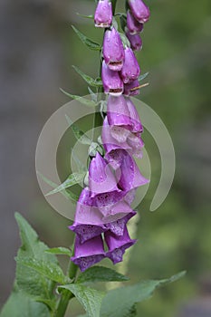 Foxglove Digitalis  purpurea, Cowichan Valley, Vancouver Island, British Columbia