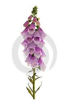 Foxglove, Digitalis purpurea.