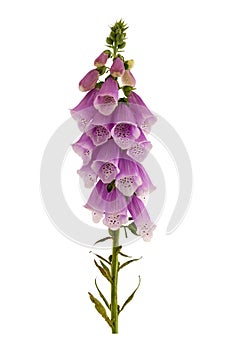 Foxglove, Digitalis purpurea.