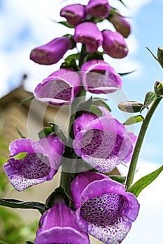 Foxglove - Digitalis Purpurea photo