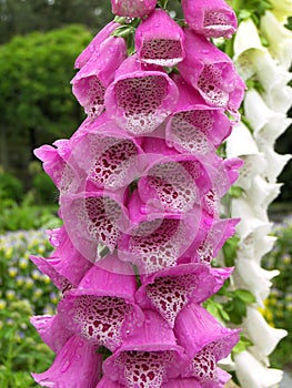 Foxglove - Digitalis purpurea (Scrophulariaceae) photo