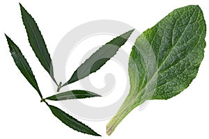 Foxglove and Eyeful Tower Leaf