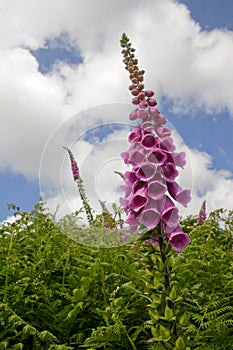 Foxglove and ferns photo