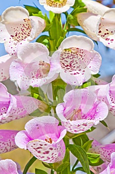 Foxglove flower photo