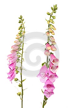 Foxglove flower