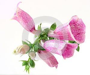 Foxglove flower photo