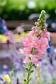 Foxglove Flower