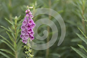 Foxglove flower in bloom, in its natural habitat, with pretty pink flowers against a green background