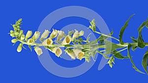 Foxglove Flower In Breeze Bluescreen For Compositing