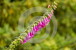 Foxglove flower, digitalis purpurea, outside in the park