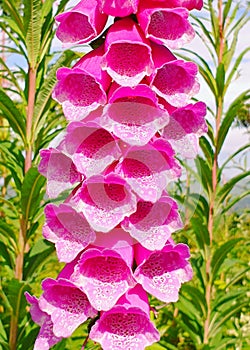 Foxglove flower foxgloves flowers