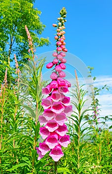 Foxglove flower foxgloves flowers