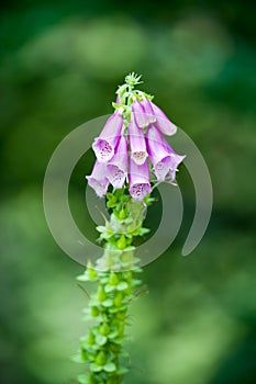 Foxglove flower over green background