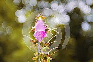 Foxglove flower plant close up