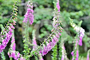 Foxglove flower.
