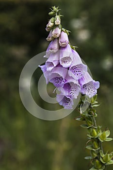 Foxglove