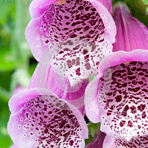 Foxglove flowers